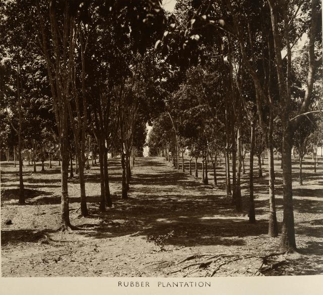 Singapore Naval Base - Rubber plantation