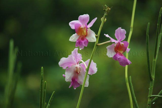 Vanda Miss Joaquim, selected as Singapore's national flower on 15 April 1981, was named in honour of Ms Agnes Joaquim, a second generation Singapore citizen of Armenian descent