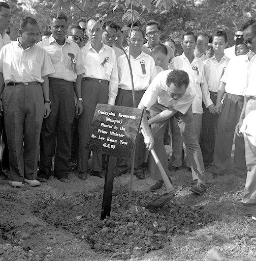 Prime Minister Lee Kuan Yew planting a mempat (cratoxylum formosum) tree at Holland Circus (junction of Holland Road, Farrer Road and Queensway) to mark the beginning of his tour of Ulu Pandan constituency. The ceremony also signified the beginning of an island-wide tree planting campaign.