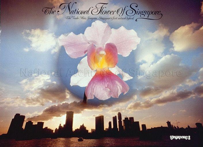 The National Flower of Singapore  : The Vanda Miss Joaquim. Singapore's first national hybrid