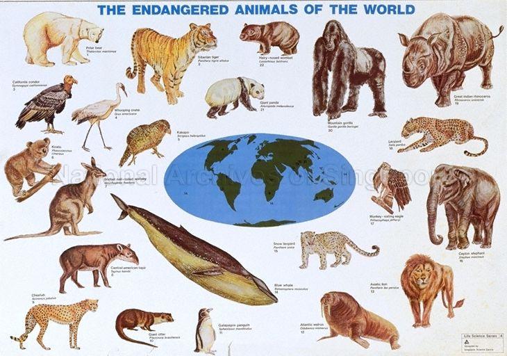 The endangered animals of SE Asia (Life Science Series 4)