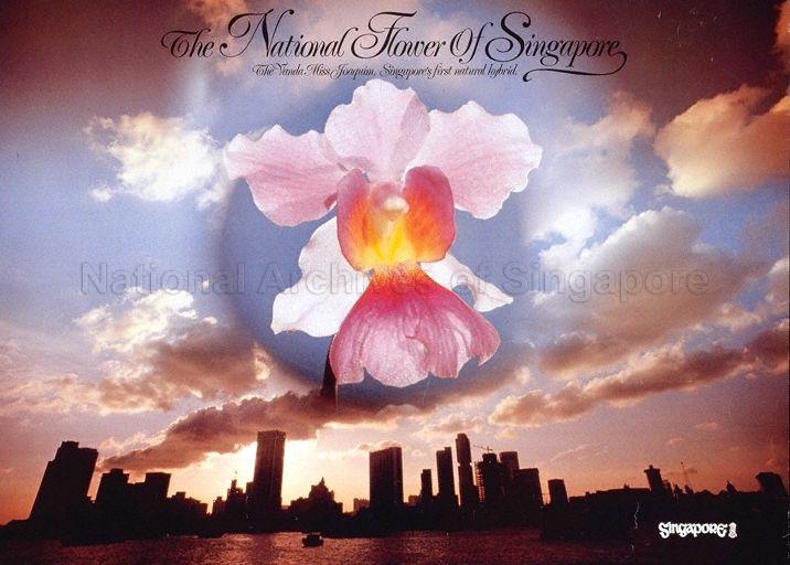 The national flower of Singapore : the Vanda Miss Joaquin, Singapore's first national hybrid