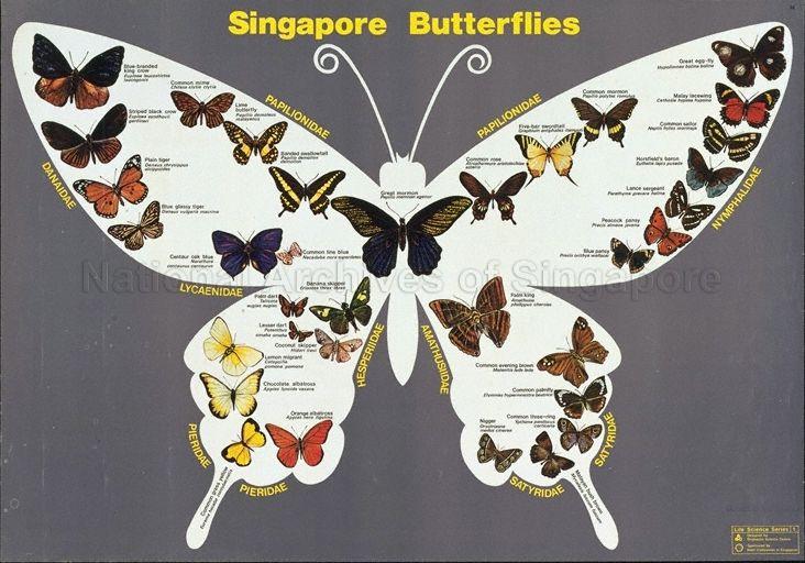 Singapore butterflies .