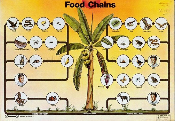 Food chains .