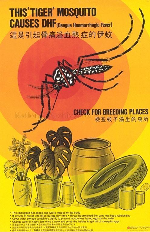 This tiger mosquito causes DHF (dengue haemorrahagic fever)  (Text in English and Chinese)