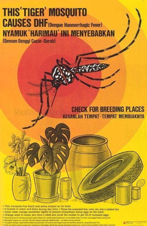 This tiger mosquito causes DHF (dengue haemorrahagic fever)  (Text in English and Malay)