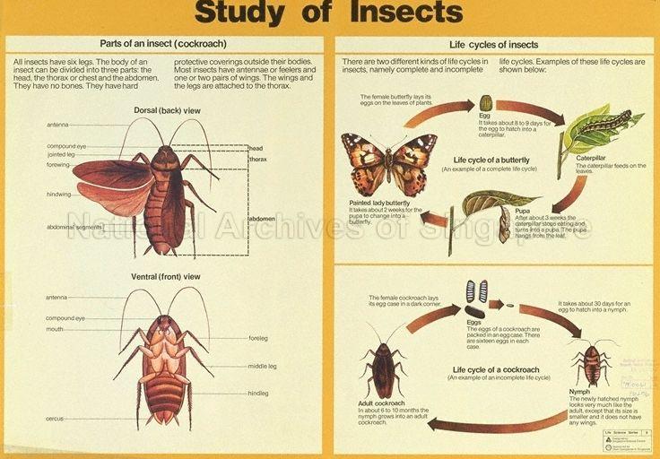 Study of insects .