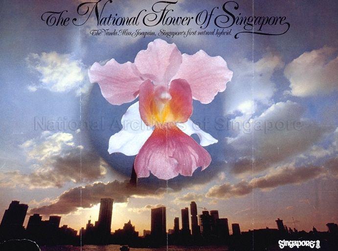 The national flower of Singapore  : the Vanda Miss Joaquim, Singapore's first natural hybrid.