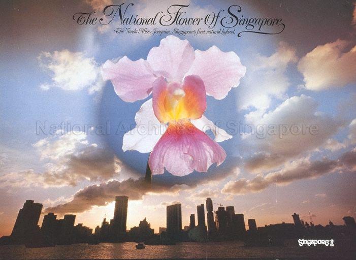 The national flower of Singapore  : the Vanda Miss Joaquim, Singapore's first national hybrid.